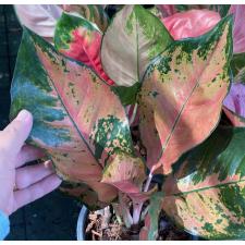 Aglaonema Ohpha Siri 75 dekabr