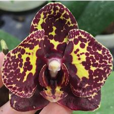 Phal. I-Hsin Yellow Leopard 2.5" B36 octob