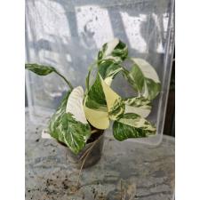 Monstera lechleriana (white variegated) 208 по 3500р