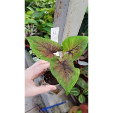 Caladium 22