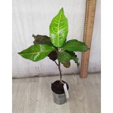 Codiaeum Vetas Turtle 88