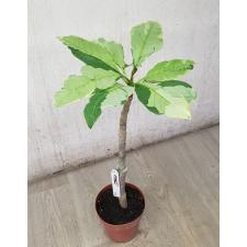 Plumeria (T01) 270