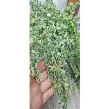 Dischidia ruscifolia 'Million Heart' variegated 