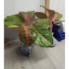 Aglaonema P-15 Miss- Thailand