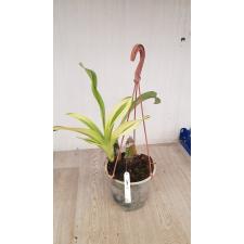 Grammatophyllum scriptum variegated 121 по  3500р