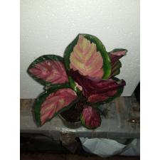 Calathea Roseopicta 'silvia' 12 cm