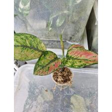 Aglaonema Heng Heng Heng стакан Д 750p