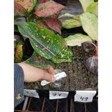 Aglaonema Rub Ngern Rub Thong 97