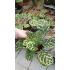 Calathea Makoyana 650p
