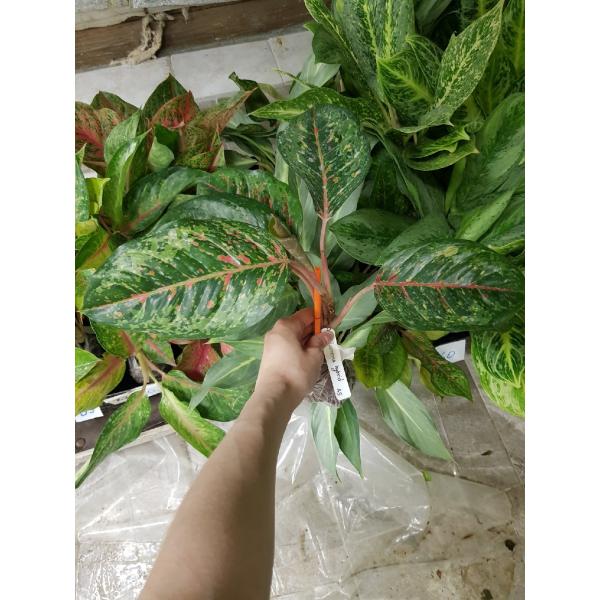 Аглаонема Пракай Нгерн (Номер 2)(Зеленая форма) /  Aglaonema Prakay Ngern (No.2)(green form)