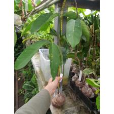 Randia sp.(T02) Posoqueria latifolia