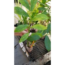 Zamioculcas zamiifolia 'Big leaf' (yellow variegated)(M) 309