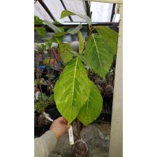 Ficus sp.(T32) Golden variegated