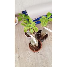 Adenium Taang Thong variagated 900р