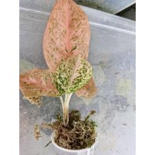 Aglaonema sp. Sapmongkon orange стакан Д 1100р