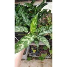 aglaonema sp gaew mueang pe 450p