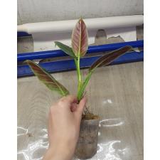 Philodendron cruentum 450p
