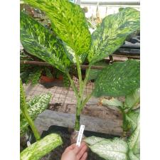 Dieffenbachia Siri Mongkol 346
