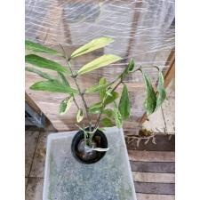 Zamioculcas zamiifolia variegated (long leaf) 264