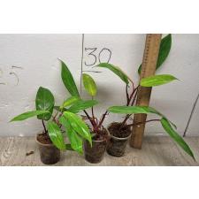 Philodendron Painted lady