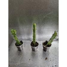 Euphorbia sp.variegate 1100р