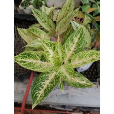 Aglaonema Legacy - white A-109