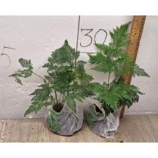 davallia fejeensis plumosa