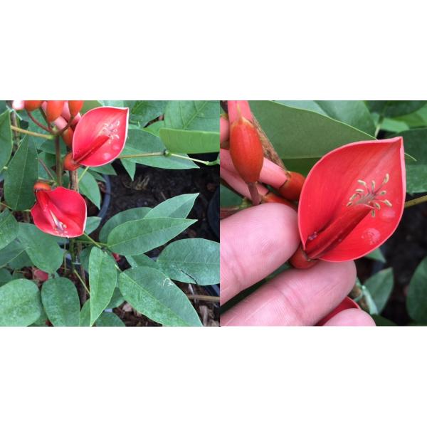 Эритрина гребенчатая / Erythrina crista-galli.