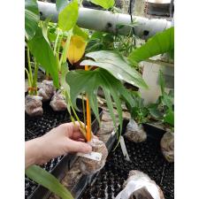 Anthurium pedatoradiatum (large size) 174