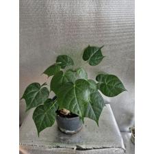 sterculia colorata caudex round