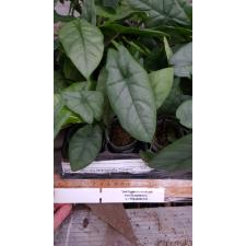 Alocasia heterophylla 'Corazon 1.7" B42 ps.Februar22