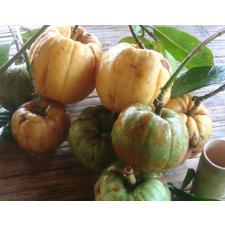 Garcinia atroviridis Guttiferae (Grafted) 201