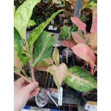 Aglaonema Lion (green form 59