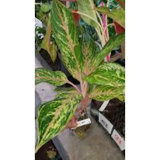 Aglaonema Kwak Maha Mongkol 47