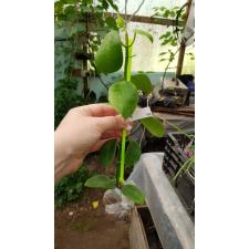 Hoya gigas              758