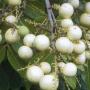 Dimocarpus longan ‘White fruit’.