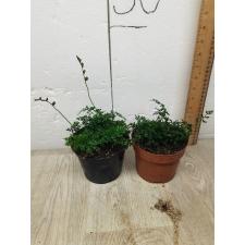 Bolbitis heteroclita 'Difformis'