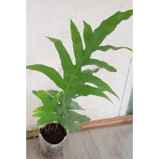 Microsorum sp. pot