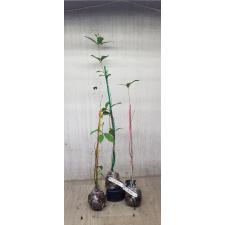 Osmanthus fragrans 349