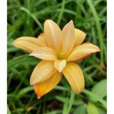 Zephyranthes Yanti chandra