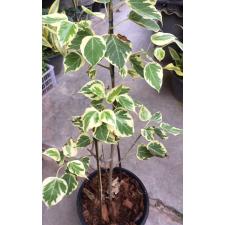 Ficus rumphii (white margin leaf) 105