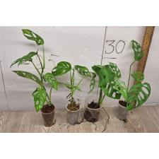 monstera adansonii (S) pot