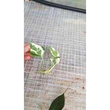 Epipremnum Aureum 'njoy' черенки 50р