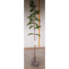 Psidium guajava (pink flesh) 270