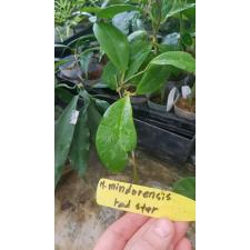 Hoya mindorensis 'Red Star' A29