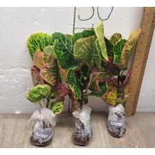 Codiaeum  A10 Chai ya sen