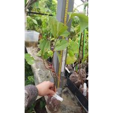 Cinnamomum zeylanicum verum 258