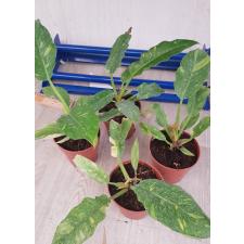 philodendron ring of fire variegated 12 cm pot 850p