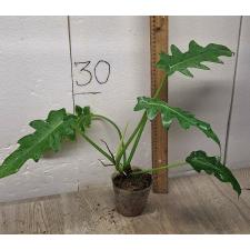 Philodendron magnificum (M)