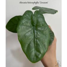 Alocasia heterophylla 'Corazon 1.7" B42 ps.Februar22